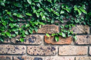 bricks and leaves representing pharmaceutical marketing's walled garden